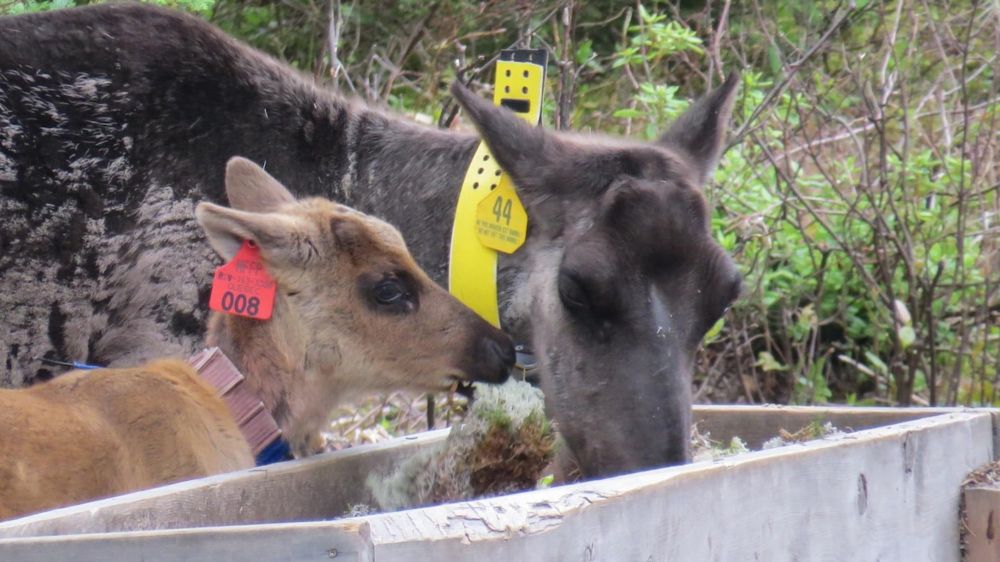 Caribou : Val-d’Or souhaite que la zone de protection soit « réaliste »