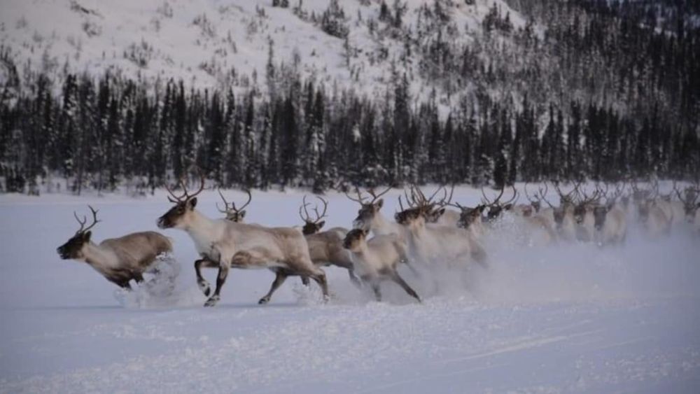 Pas de transferts fédéraux sans stratégie de protection du caribou au Québec