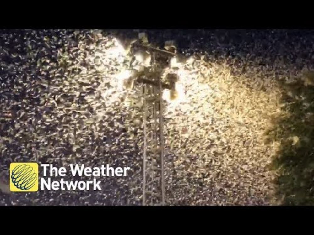 Shad fly invasion you need to see to believe in Ontario