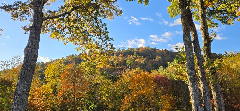 Fall colors on a hillside
