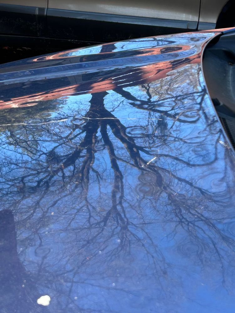 Hood of blue car with reflected image of oak tree. Numerous dents in the hood can be seen by the distortion of the tree branches in the reflection.