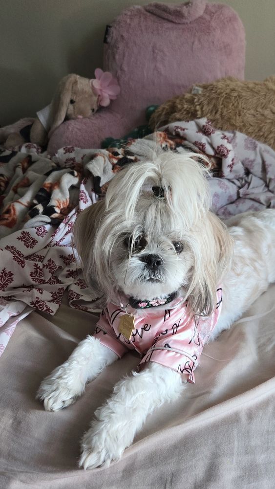 Small white Shitzhu breed female lying atop a bed with blankets, stuffed animals, and a back pillow lying closer to the wall. Puppy is staring at the camera wearing a pink pajama shirt stretching her belly across the bed