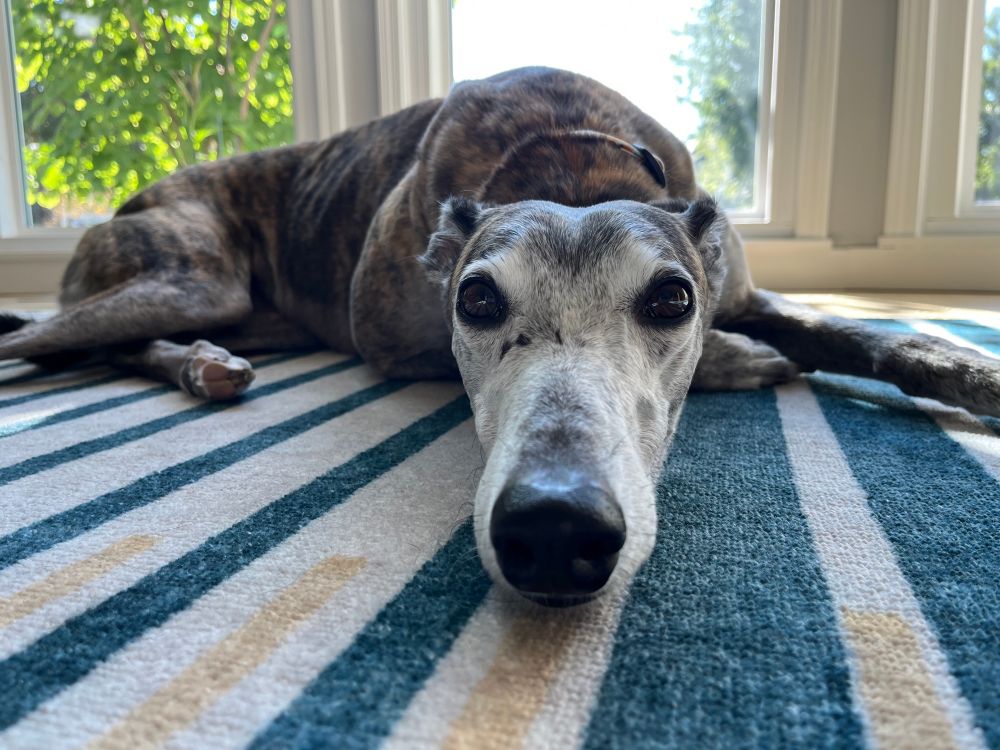 A brindle greyhound with a white face is lying on a teal, gold, and cream striped area rug in front of a bank of windows. She is looking at the camera. 