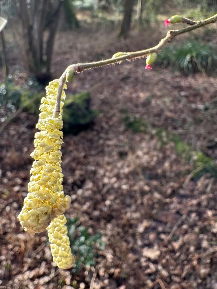 Catkins and two female hazel flowers on the same branch