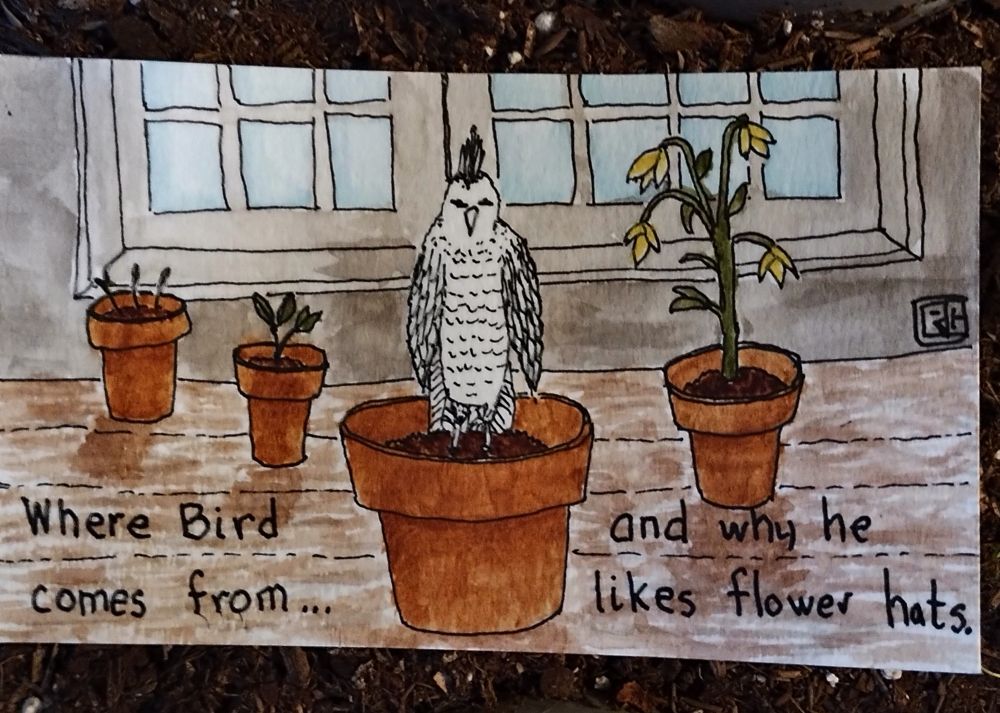 Pen and ink drawing of four flower pots with a bird growing out of one and the others with plants.  There's a window in the background.  The bird is in black and white while the rest is colored in muted watercolors.  Text: where bird comes from and why he likes flower hats.