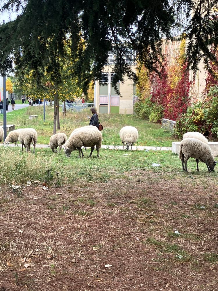 Moutons paissant sur le campus. 