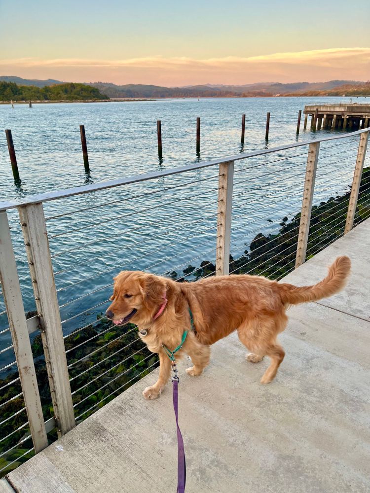 Golden Retriever walking along Coos Bay Oregon with sunset colors. 