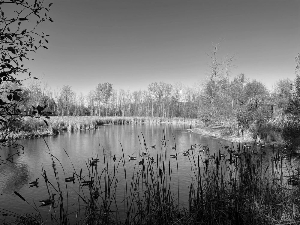 A black and white picture of a pond. There are canada geese and a fisherman. 