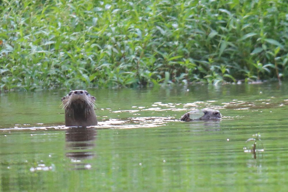 The juvenile river otter is wearing a leaf cap, rakishly off on one side, while the adult is wondering what I am up to.  Rocky Gorge Reservoir, Maryland.
