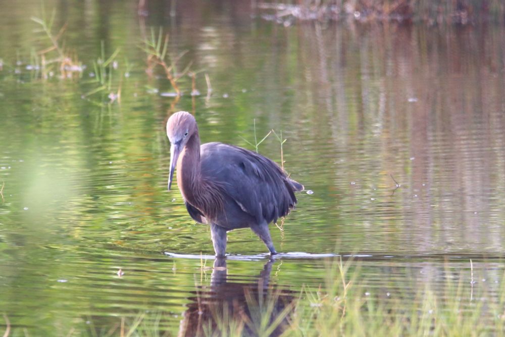Reddish Egret concentrating