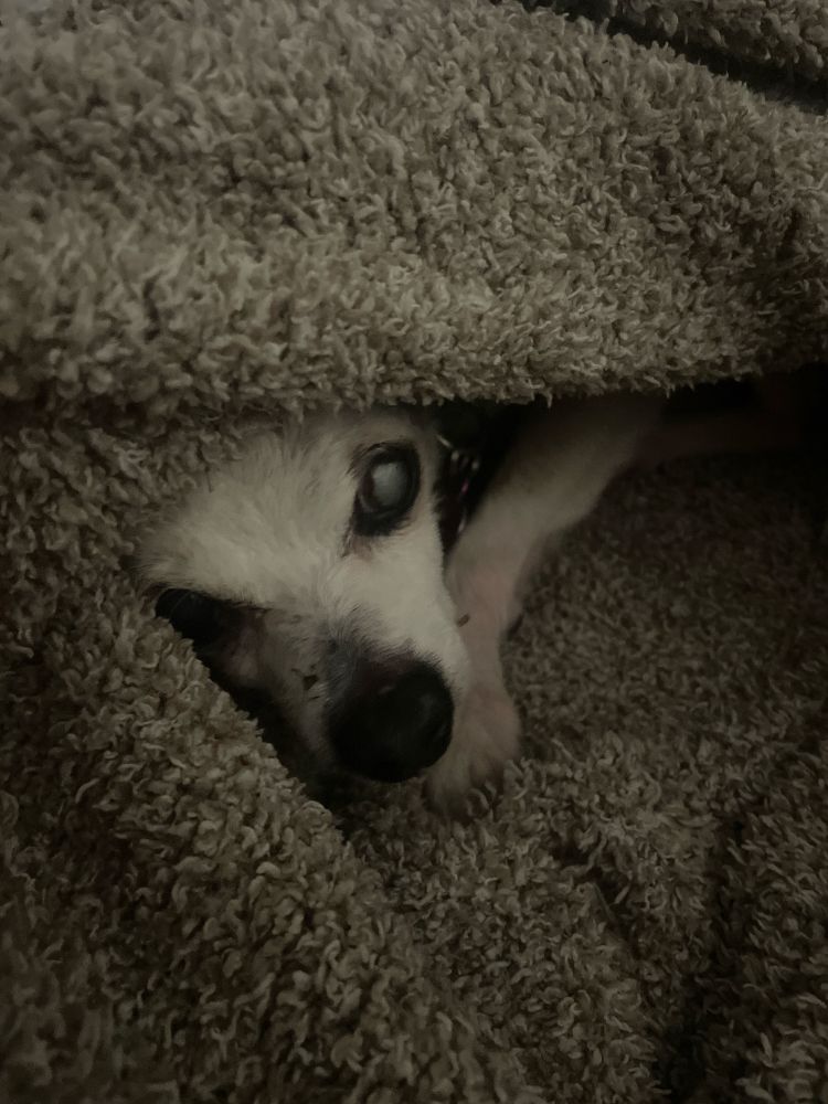 A picture of an old grey chihuahua wrapped in a blanket. 