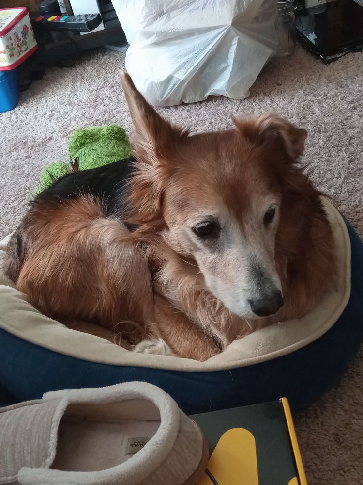 A small german shepherd looking dog laying curled up in a round cat bed, that is one size too small for him. 