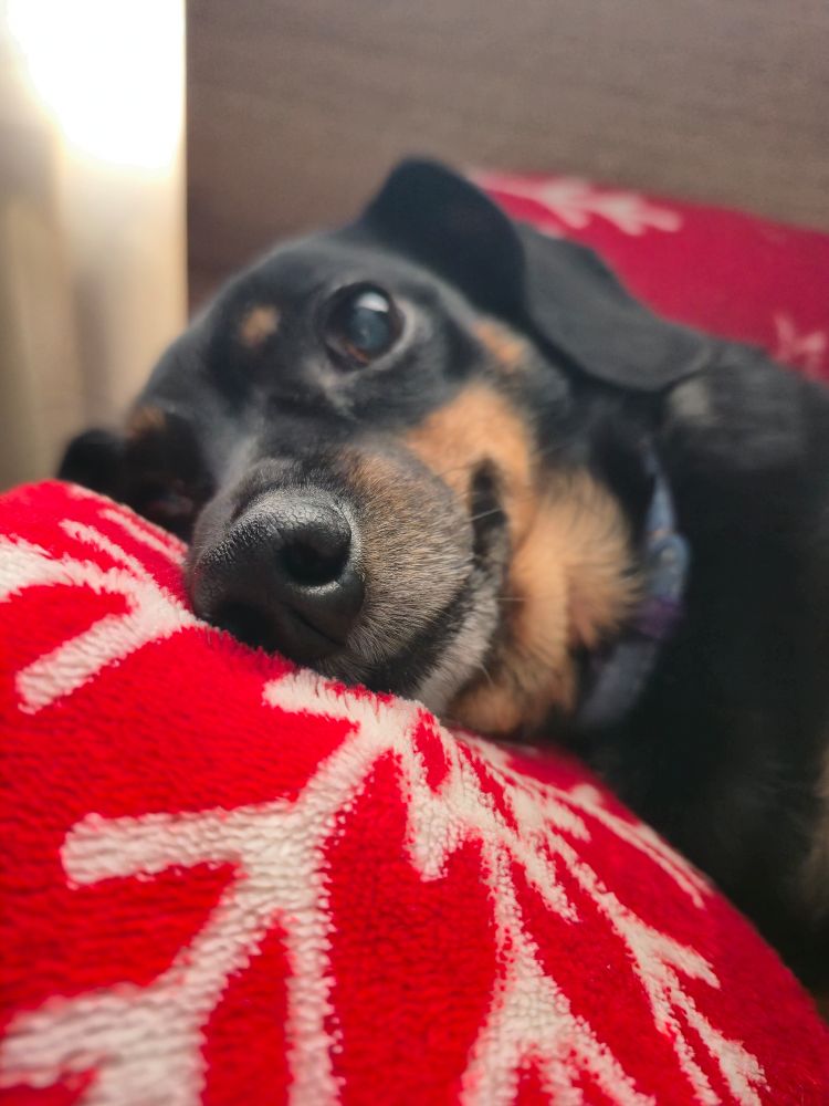 picture of my dog with her head on my pillow 