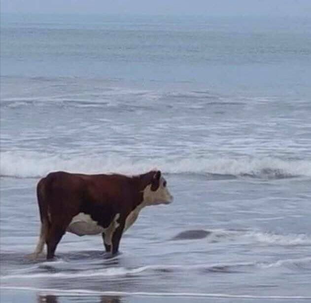 picture of a sad looking cow standing in the water 