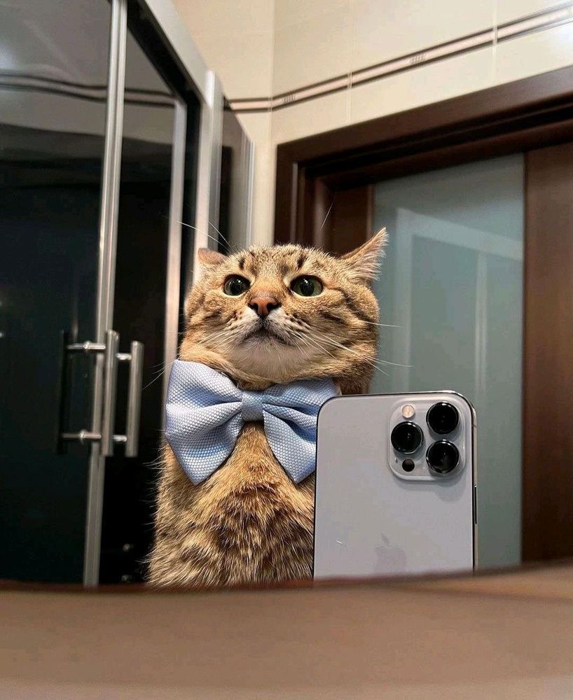 picture of an orange cat in front of a mirror wearing a blue bowtie and a phone propped on the right