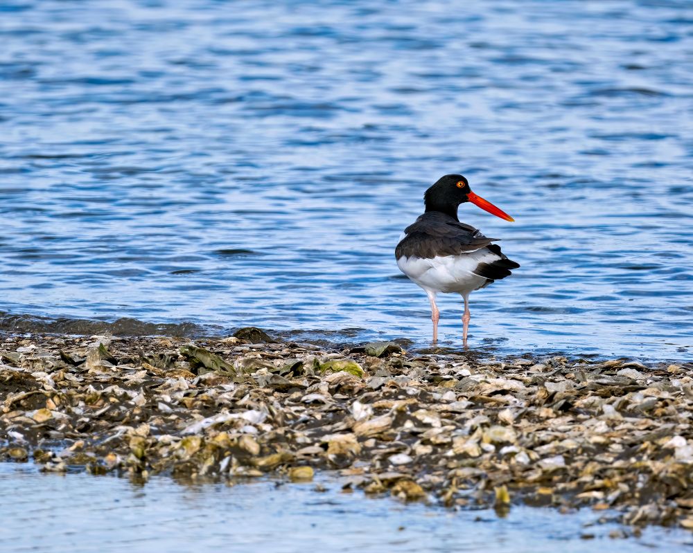 A photograph of an American Oyster Catcher on a bed of oysters. 