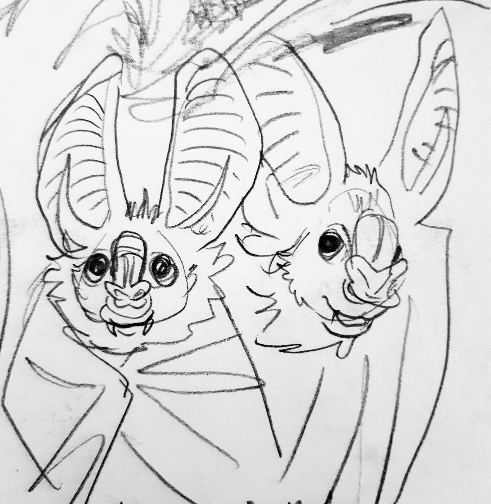 pencil sketches of a false vampire bat with cartoony eyes.
