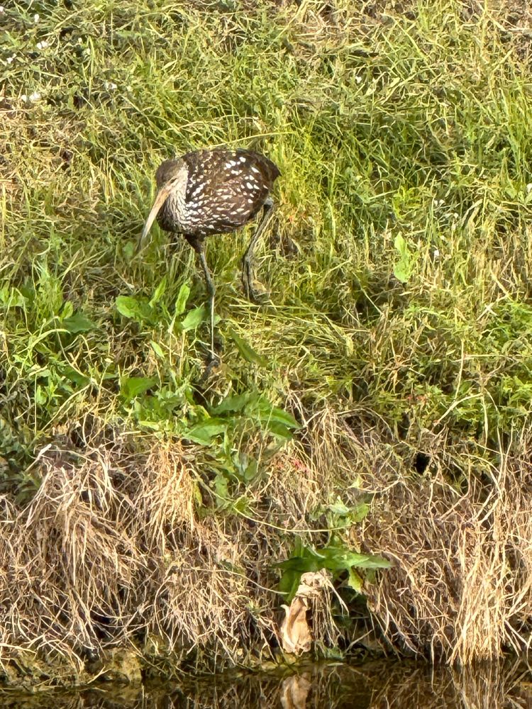 A limpkin in grass 