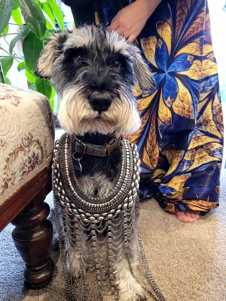 Miniature schnauzer wearing a large silver necklace. He has an expression of concern and looks really good
