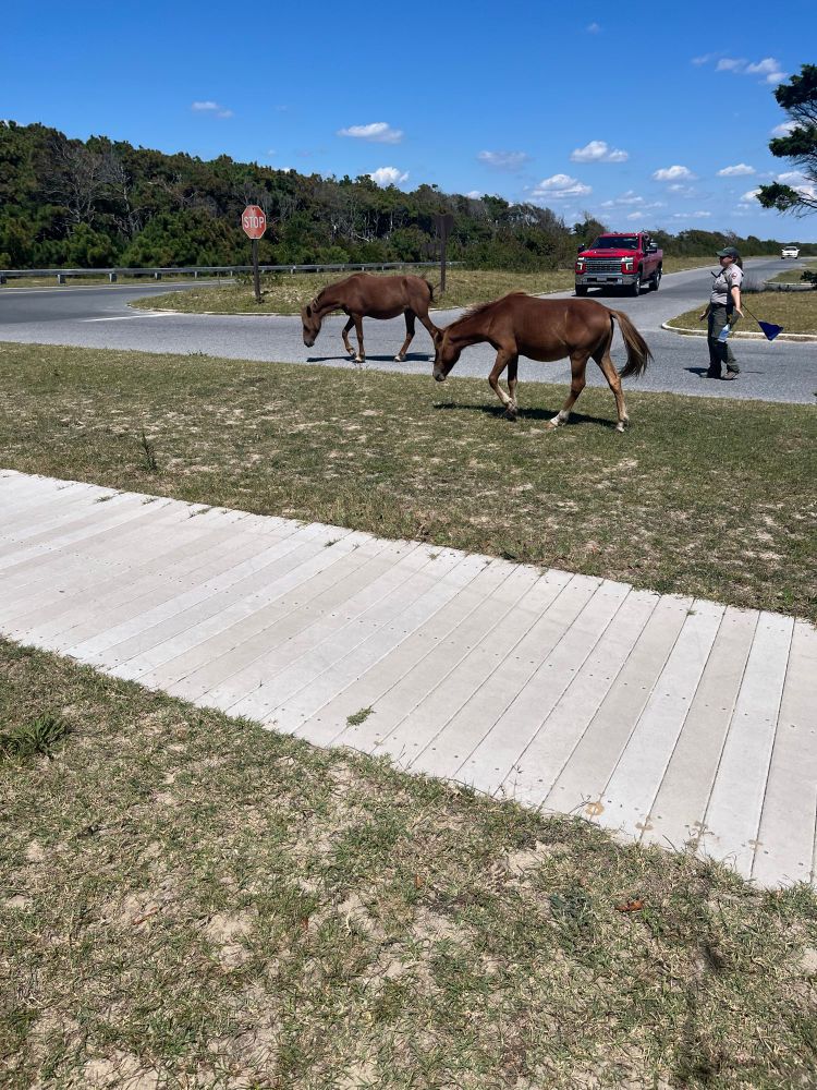 Wild horses being ushered by park rangers at Assateague national park