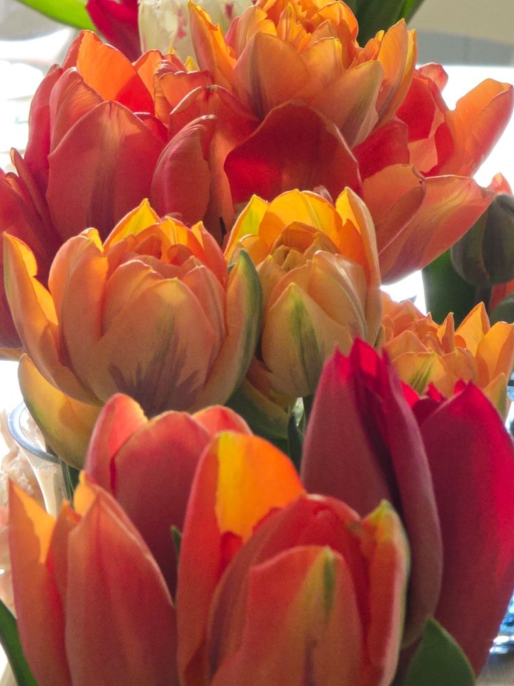 Green orange and red parrot tulips
