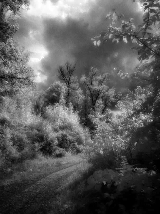 Black-and-white infrared photo of a forest path with trees under a dramatic cloudy sky.