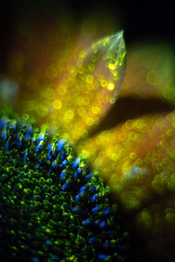 Close-up of a sunflower under ultraviolet (UV) light, revealing vibrant colors. The flower's center appears in green with glowing blue pollen, while the background petals are illuminated in golden yellow hues with circular bokeh effects.