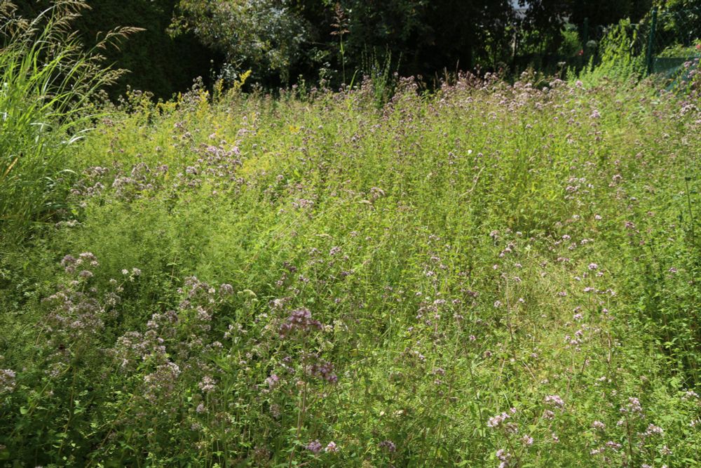 🌿 Wilde Wiese in voller Blüte
Ein Meer aus Gräsern und Wildkräutern – ungemäht, lebendig und voller Insekten. Natürliche Vielfalt statt steriler Rasenfläche. #Biodiversität #Naturgarten #Insektenparadies

📸 Aufgenommen: Juli 2025
