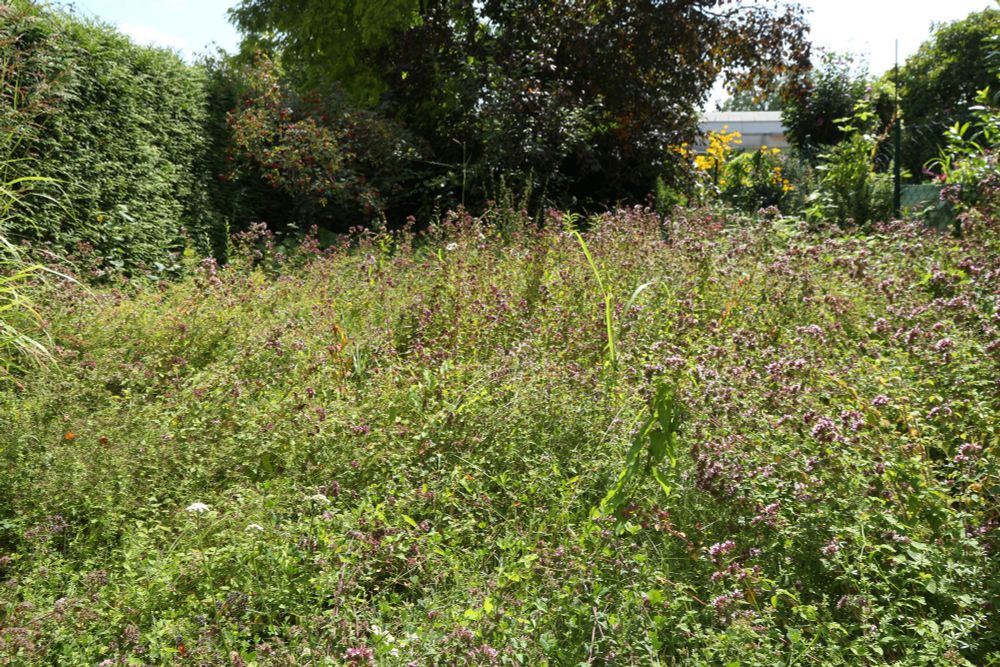 Garten mit vielen Wildkräutern und -blumen und chaotischem Grünbewuchs.