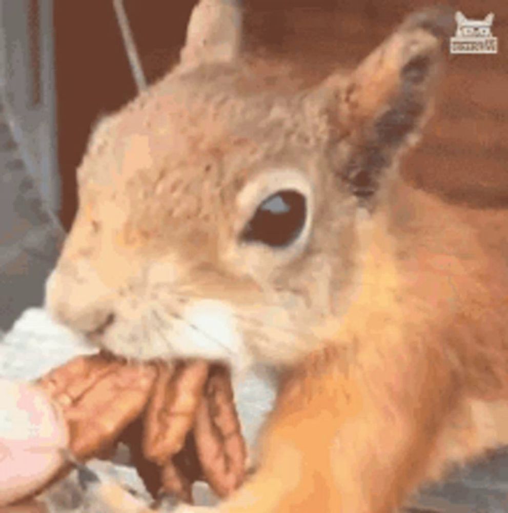 Squirrel Trouble Maker GIF