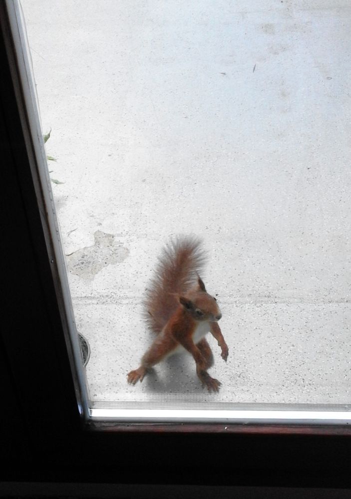 Eichhörnchen steht aufrecht vor Fenster und will rein