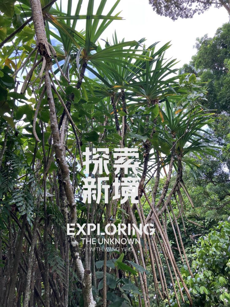 A picture from Singapore Botanical Gardens, of the trees in a wet part of the gardens. The trees' roots are tall, high up and dense, in the style of wetlands and river delta trees. Lush greenery is seen. A logo for a Discovery show with the text "EXPLORING THE UNKNOWN WITH WANG YIBO" and the same in Chinese is overlaying the picture.