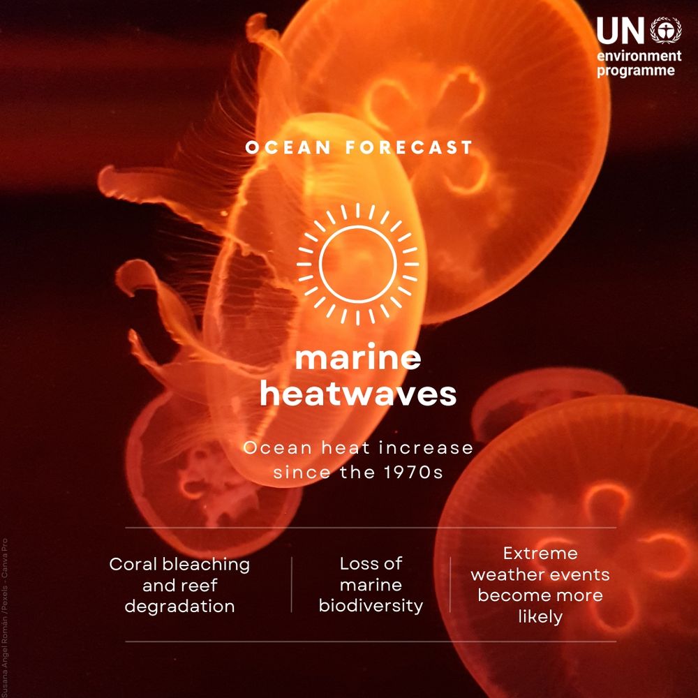 Graphic by the UN Environment Programme showing glowing jellyfish with the text "OCEAN FORECAST: marine heatwaves – Ocean heat increase since the 1970s." It highlights the impacts of marine heatwaves including coral bleaching and reef degradation, loss of marine biodiversity, and increased likelihood of extreme weather events.