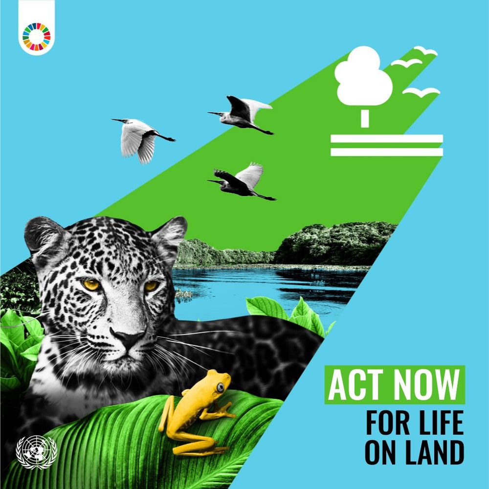 The image shows a collage with a jaguar, a yellow frog on a leaf, birds in flight, and a river with green forest.
The text reads: “ACT NOW FOR LIFE ON LAND.”
The UN logo is at the bottom left, and the SDG wheel is at the top left.