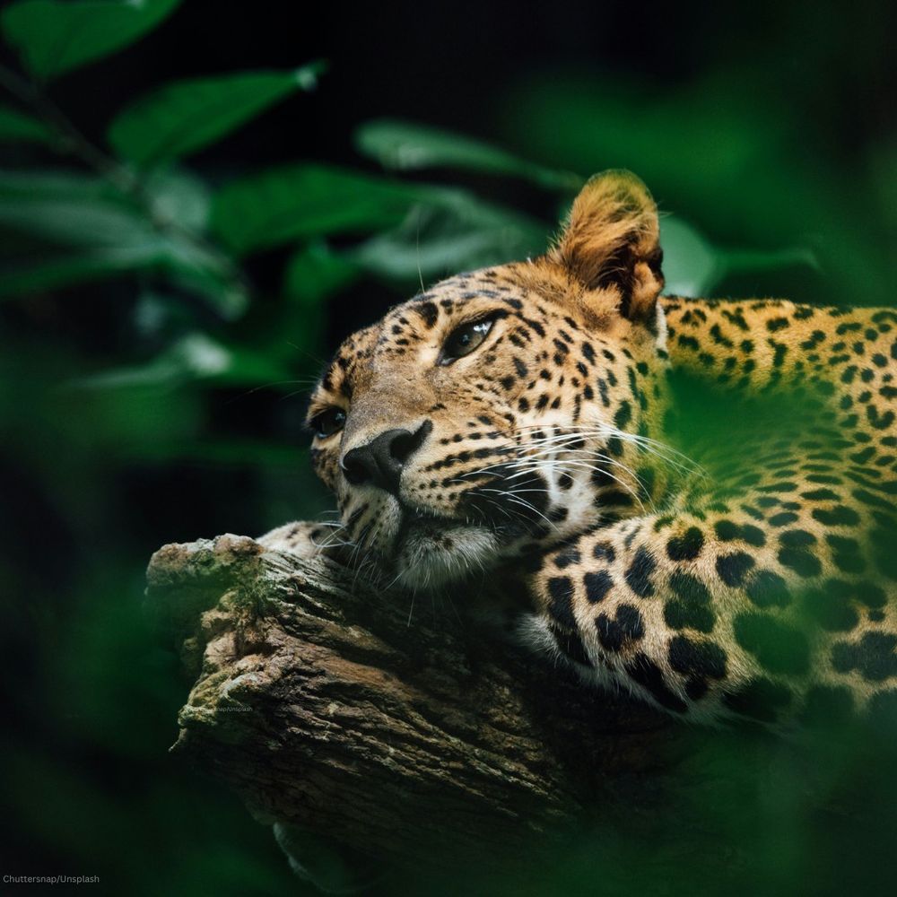 A leopard rests its head on a thick tree branch, gazing into the distance. Its golden fur, covered in black rosettes, contrasts with the surrounding green foliage. The background is softly blurred, creating a peaceful jungle atmosphere.
