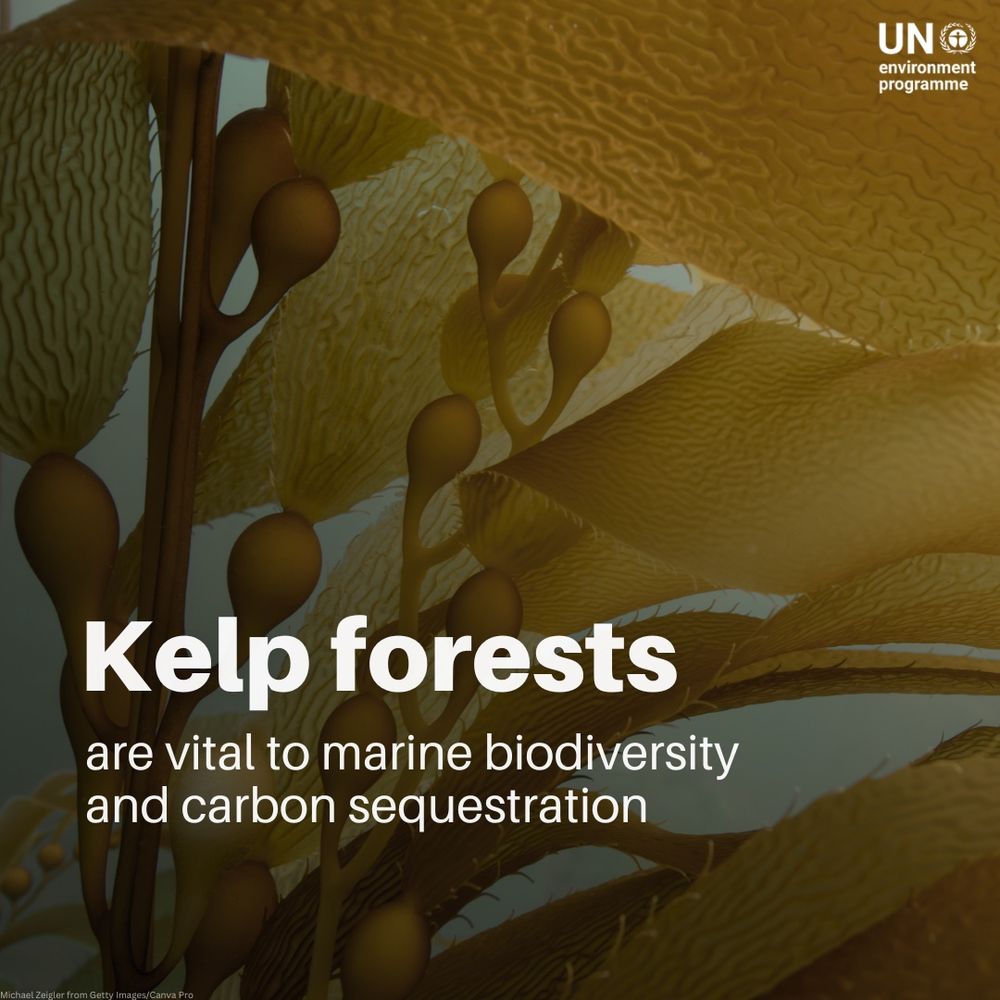 This UNEP visual features an underwater close-up of golden-brown kelp, emphasizing their importance with the message: “Kelp forests are vital to marine biodiversity and carbon sequestration.”