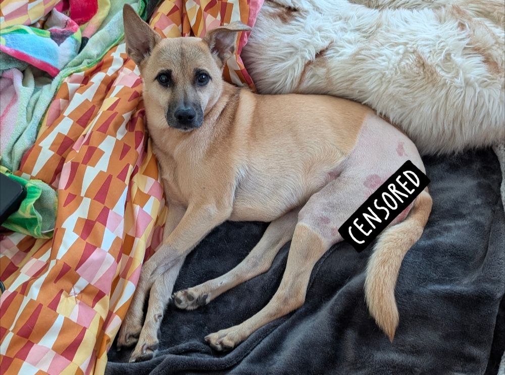 Bowser is lounging on her side, with her left thigh shaved. A censored bar covers up her incision scar.