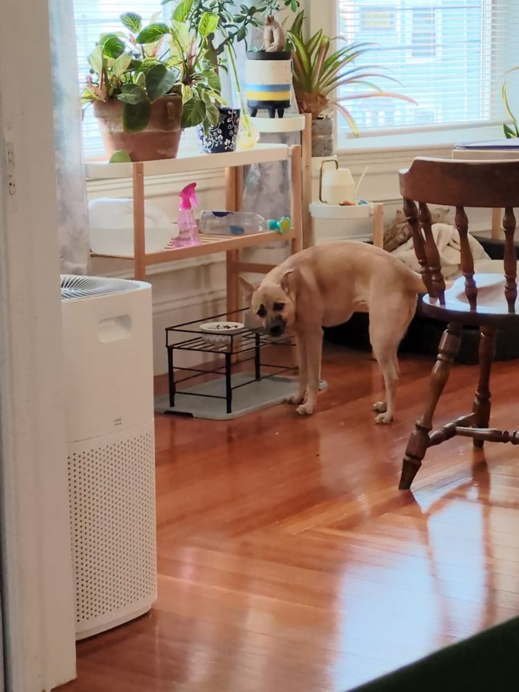A small dog eats messily, hunched over and snarled. There are grains of rice on the floor.