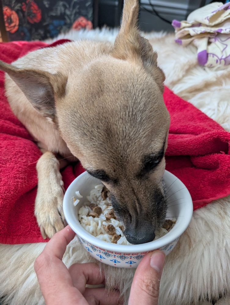 As the dog sticks her snout in the bowl, it crinkles and folds to the side.