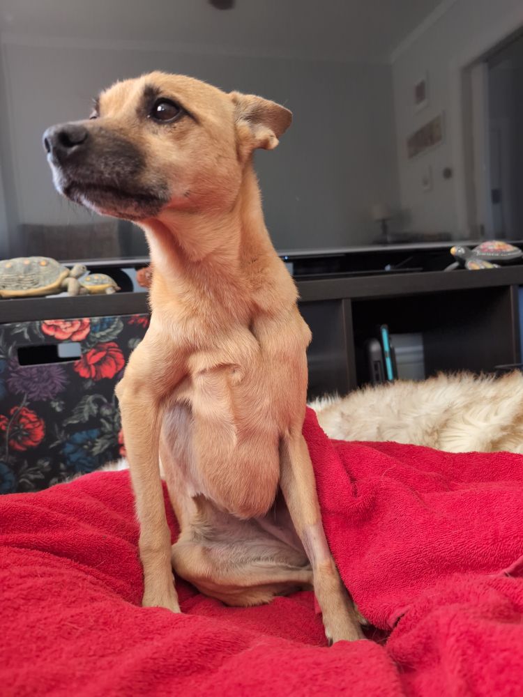 Bowser, tired of sleeping on one side, stretches and looks incredibly knobby.
