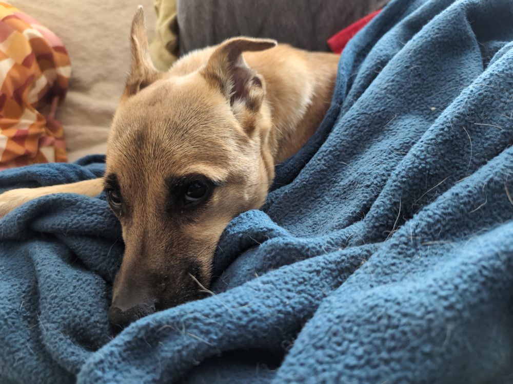 My dog Bowser, looking up with ears cocked back.