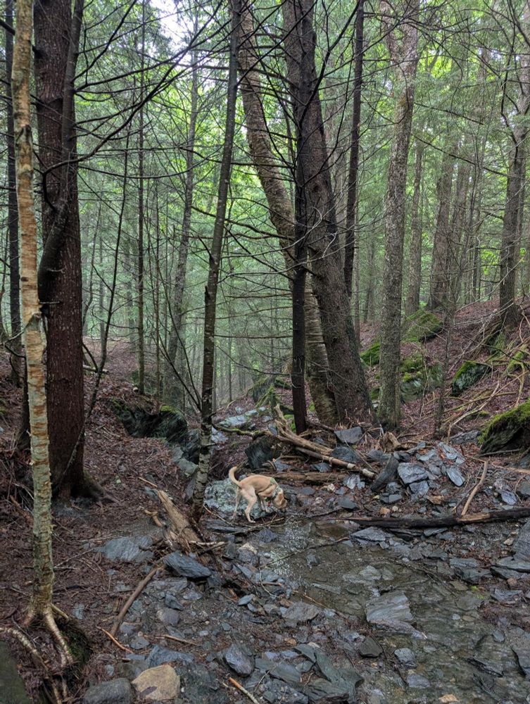 My dog, Bowser, sniffing a small stream in Vermont, surrounded by verdant trees.