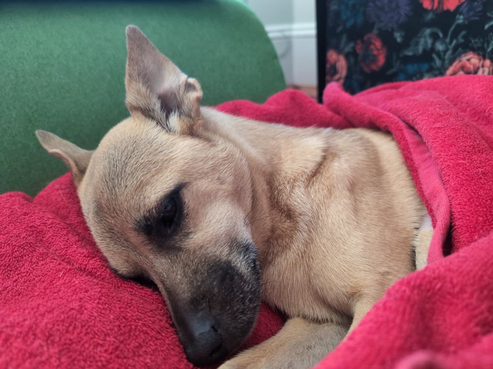 A resting pup.