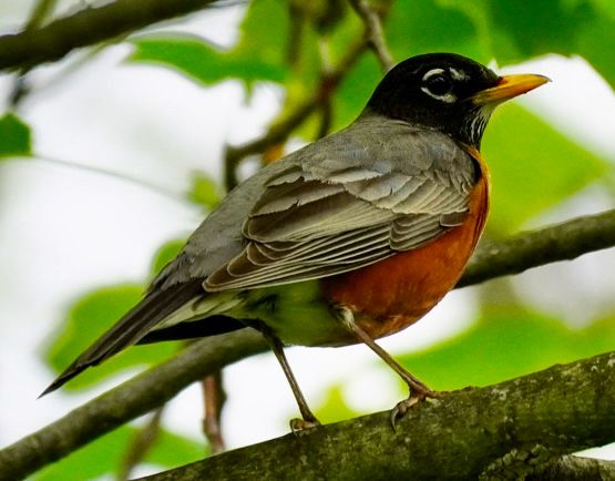 Robin perched on tree branch 