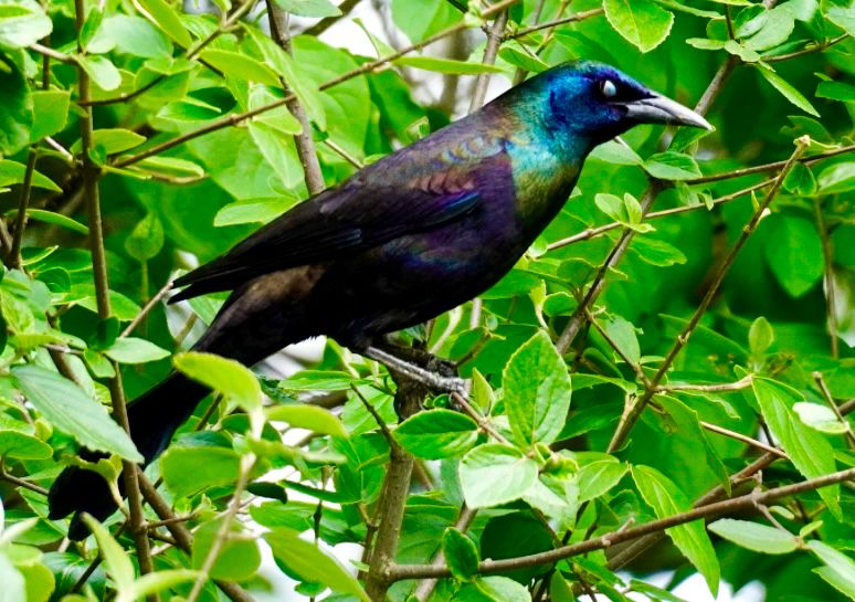 Male grackle with blue head, purples & greens perched on a green leafed bush 
