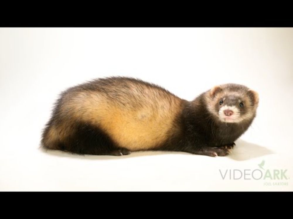 A six-month-old European polecat (Mustela putorius putorius) named Ragnar in Hungary.