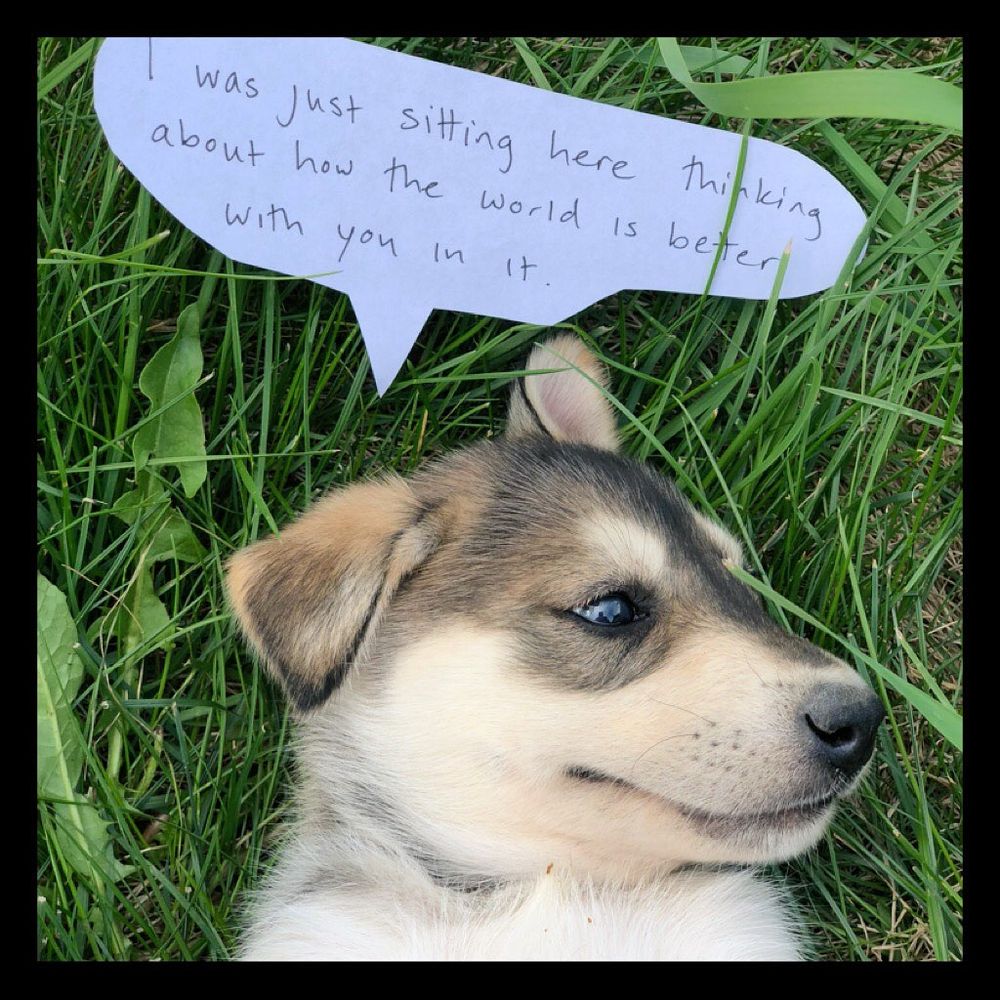 A puppy with a fancy word ballon saying I was just sitting here thinking about how the world is better with you in it 
