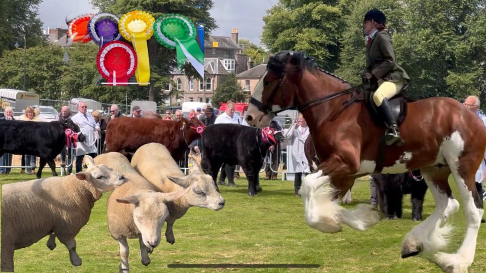 Agriculture show in Scotland, Competitive sheep showing