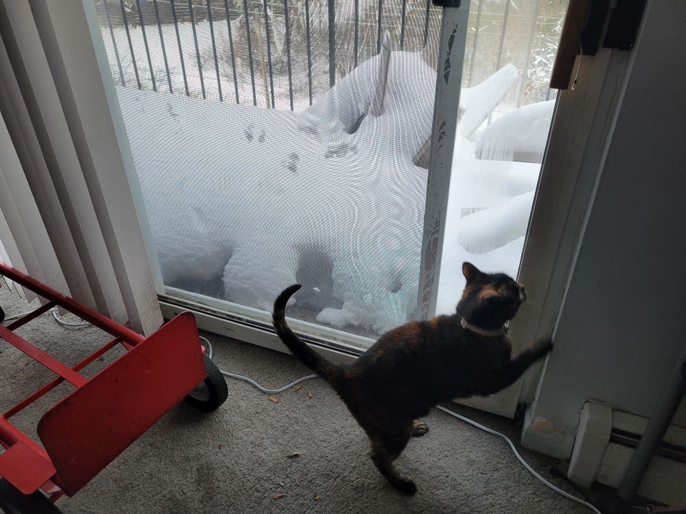 A photo of a tortoiseshell cat standing at the door to a balcony. The balcony is covered in a large amount of snow.