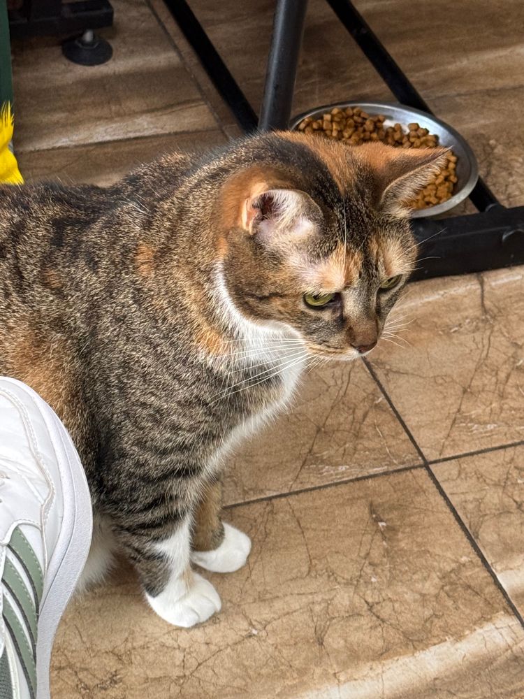 #котопонеділок